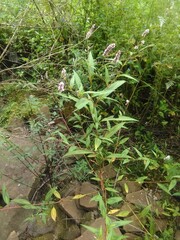 Persicaria pensylvanica