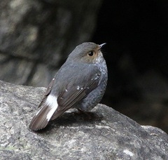 Phoenicurus fuliginosus