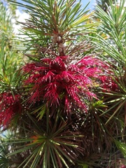 Melaleuca peucophylla