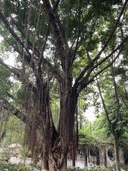 Ficus
