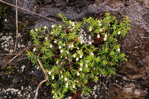 Image of Erica petiolaris by (c) Eric Knight, some rights reserved (CC BY)
