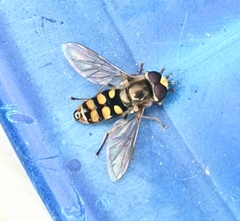 Eupeodes corollae