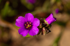 Calandrinia compressa