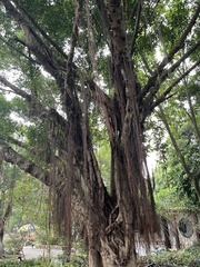 Ficus