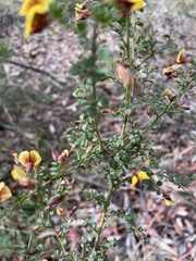 Bossiaea obcordata