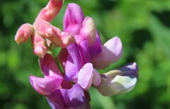 Lathyrus venosus