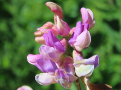 Lathyrus venosus