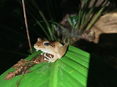 Craugastor crassidigitus