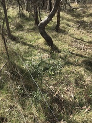 Solanum linearifolium