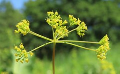 Taenidia integerrima