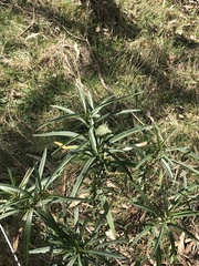 Solanum linearifolium