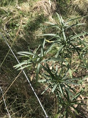 Solanum linearifolium
