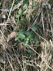 Veronica calycina