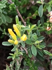 Genista pilosa