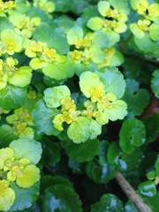 Chrysosplenium alternifolium