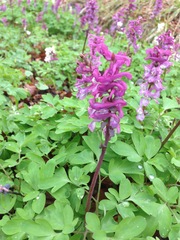 Corydalis cava