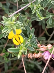 Genista pilosa