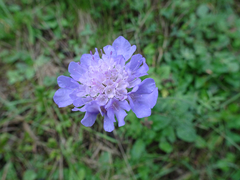 Scabiosa columbaria