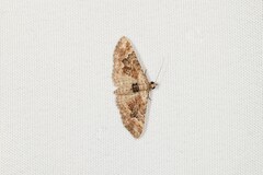 Mnesiloba eupitheciata