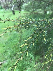 Leptospermum continentale