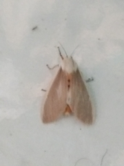 Creatonotos transiens