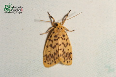 Miltochrista obsoleta