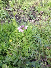 Cardamine bulbifera