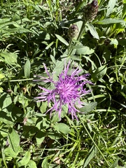 Centaurea nervosa