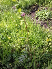 Cardamine bulbifera