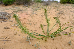Trachyandra ciliata