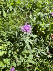 Centaurea nervosa