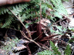 Dicksonia fibrosa