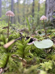 Rhizomarasmius