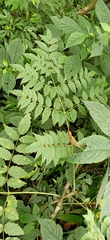 Aralia decaisneana