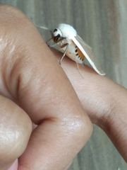 Creatonotos transiens