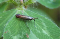 Coleophora deauratella