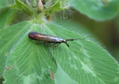 Coleophora deauratella