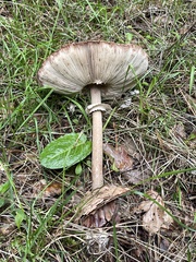 Agaricus sylvaticus