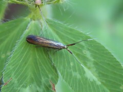 Coleophora deauratella