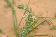 Trachyandra ciliata