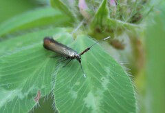 Coleophora deauratella