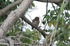 Glaucidium cuculoides