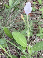 Ruellia metziae
