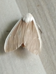 Creatonotos transiens