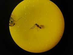 Ceraphronoidea