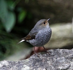 Phoenicurus fuliginosus