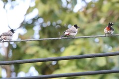 Pycnonotus aurigaster