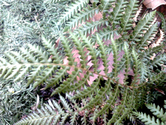 Dicksonia fibrosa