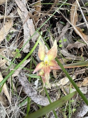 Caladenia × spectabilis