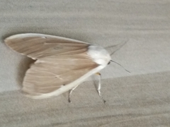 Creatonotos transiens